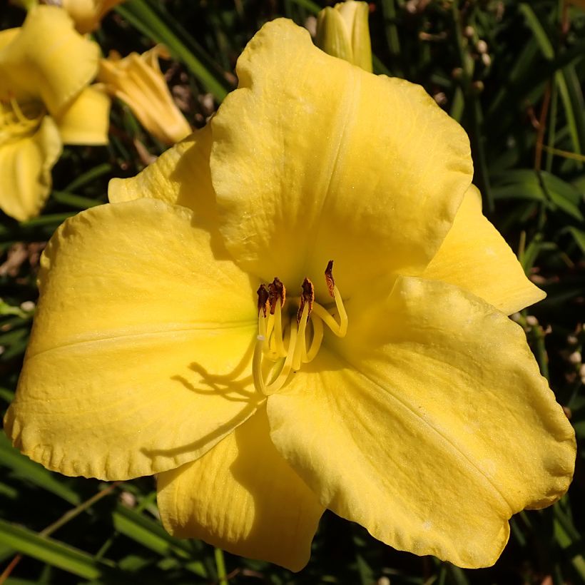 Hemerocallis Frozen Jade - Taglilie (Flowering)
