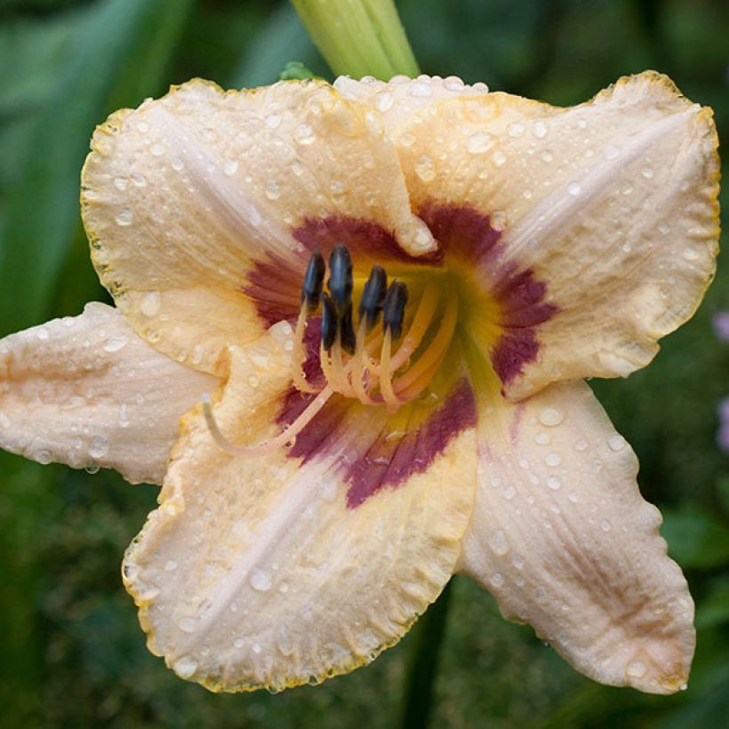Hemerocallis Gay Cravat - Taglilie (Flowering)