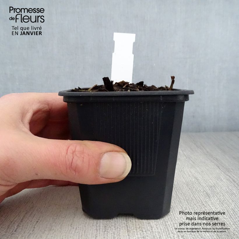 Exemplar von Hemerocallis George Cunningham - Taglilie Kleine Töpfe von 8/9 cm wie im Winter geliefert