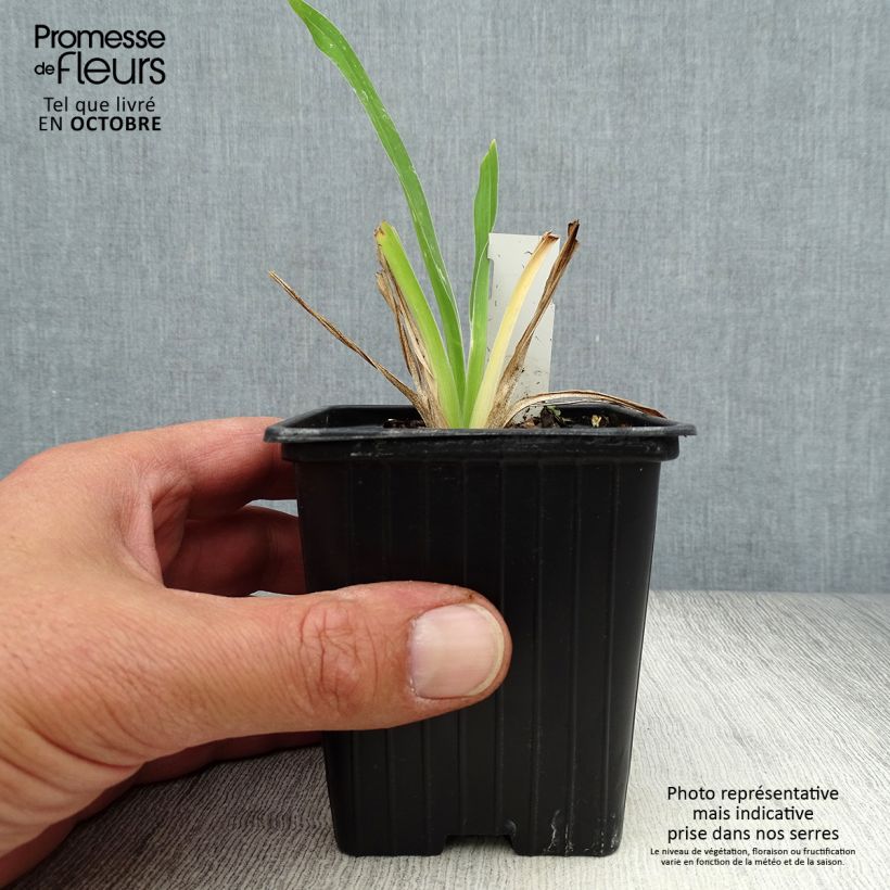 Example of Hemerocallis George Cunningham - Taglilie Kleine Töpfe von 8/9 cm as you get in automne