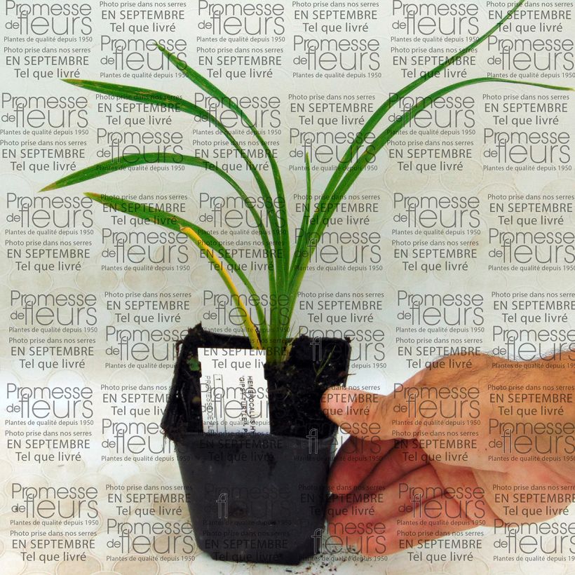 Example of Hemerocallis Gipsy Turtle - Taglilie Kleine Töpfe von 8/9 cm as you get