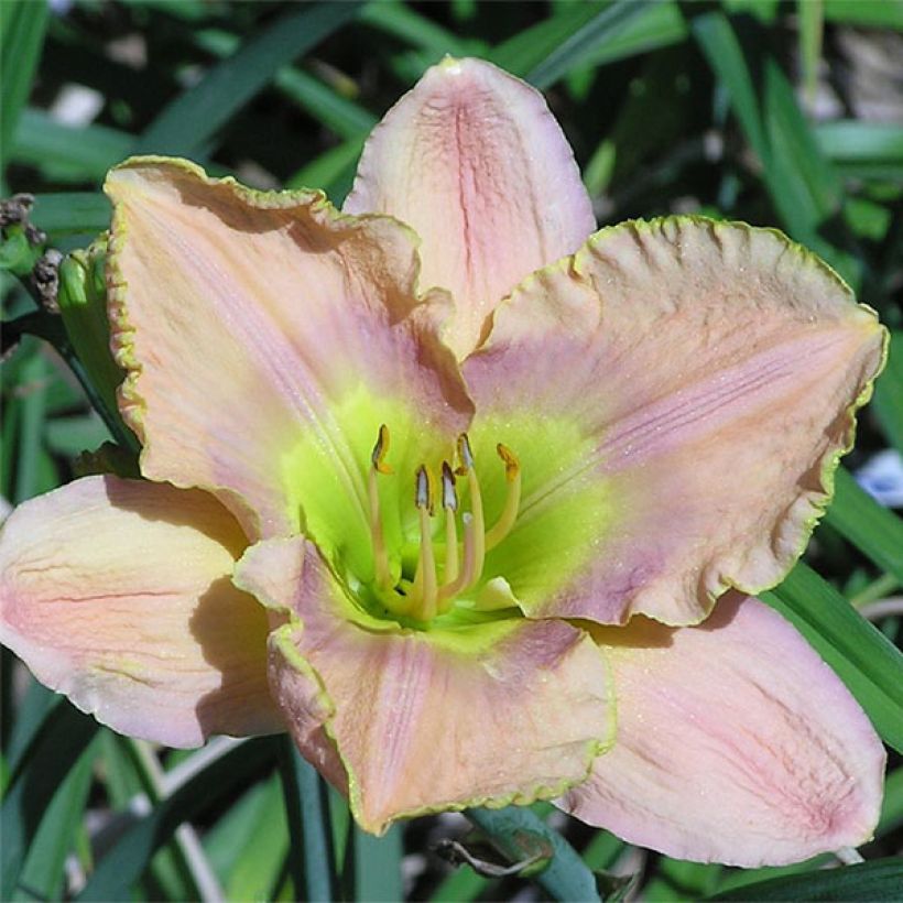Hemerocallis Graceland - Taglilie (Flowering)