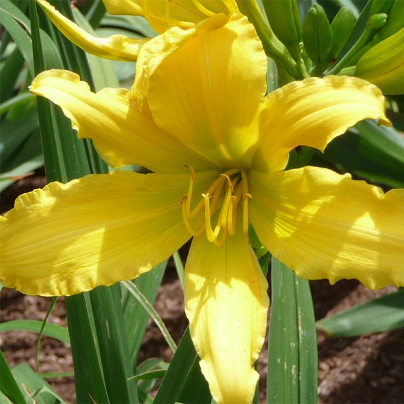Hemerocallis Green Valley - Taglilie (Flowering)