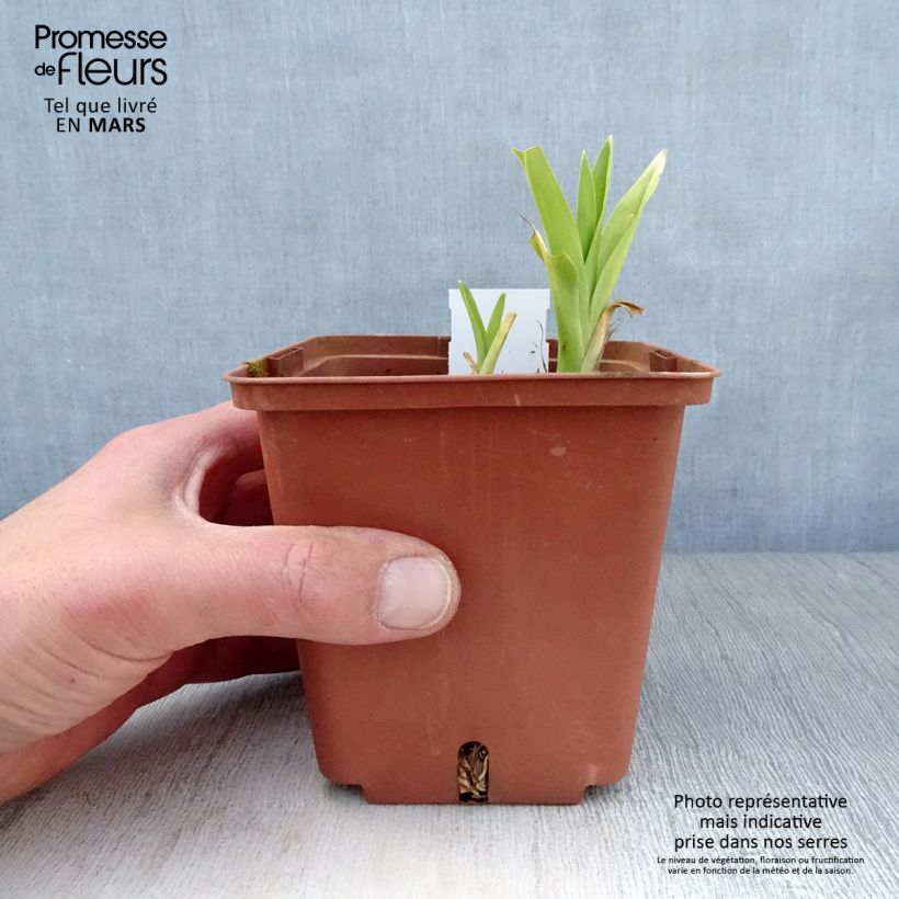 Example of Hemerocallis Hazel Monette - Taglilie Kleine Töpfe von 8/9 cm as you get in printemps