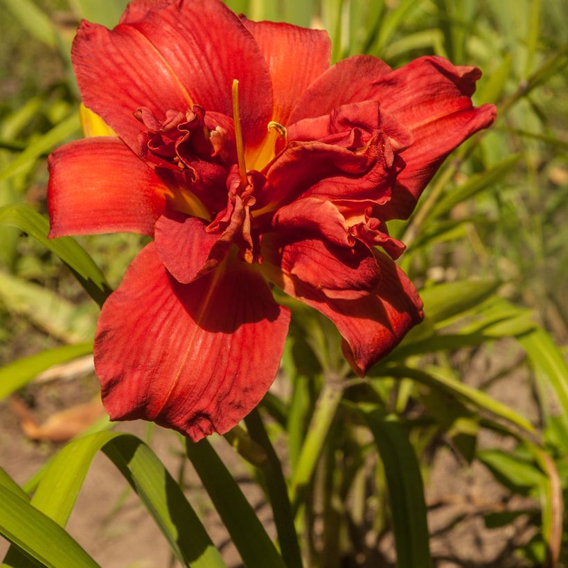 Hemerocallis Highland Lord - Taglilie (Flowering)