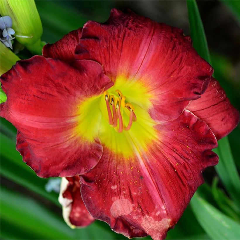 Hemerocallis Hunter s Torch - Taglilie (Flowering)