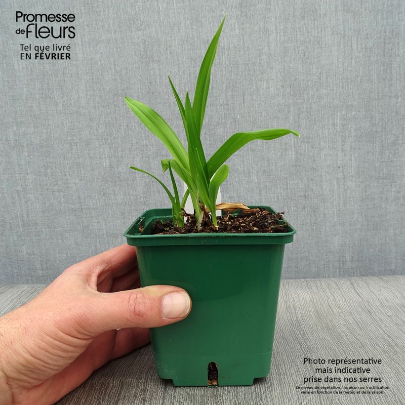 Example of Hemerocallis Indian Giver - Taglilie Topf mit 1L/1,5L as you get in hiver