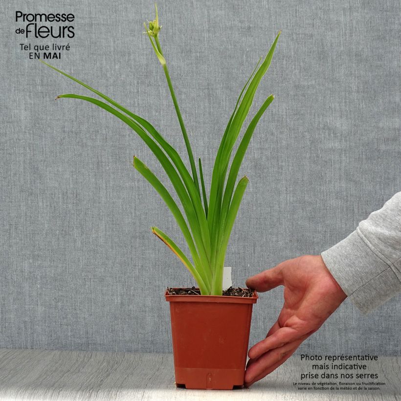 Exemplar von Hemerocallis In Excess - Taglilie Topf mit 1L/1,5L wie im Frühjahr geliefert