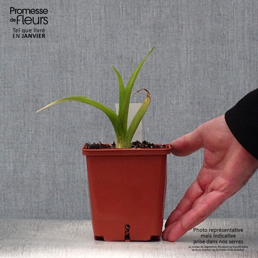 Example of Hemerocallis Indy Reflections - Taglilie Topf mit 1L/1,5L as you get in hiver