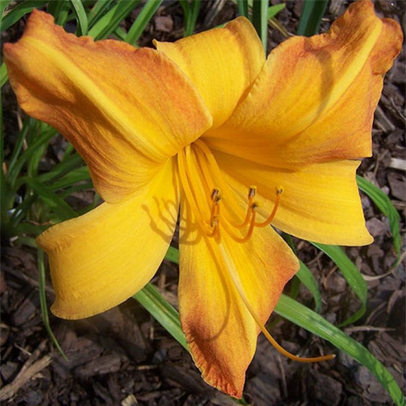 Hemerocallis Invictus - Taglilie (Flowering)