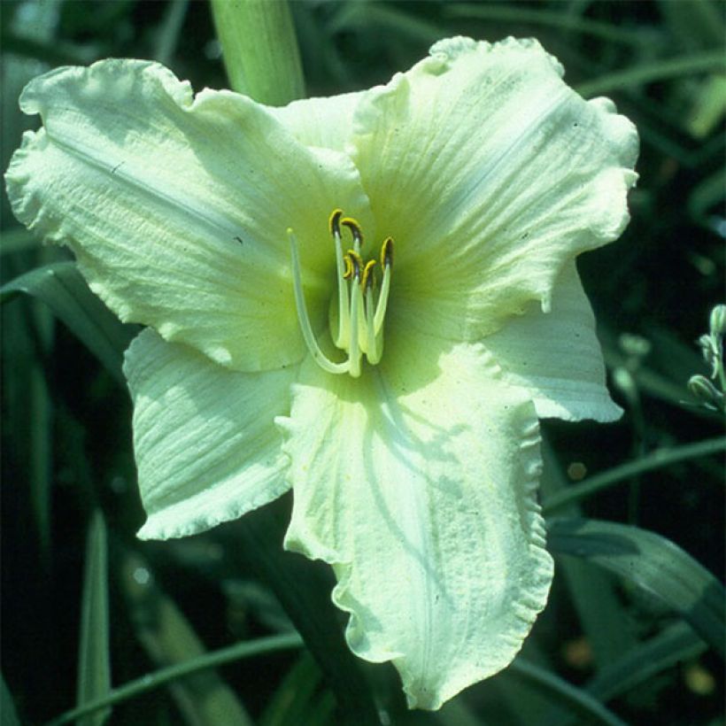 Hemerocallis Iron Gate Glacier - Taglilie (Flowering)