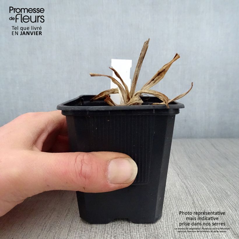 Exemplar von Hemerocallis Iron Gate Glacier - Taglilie Kleine Töpfe von 8/9 cm wie im Winter geliefert