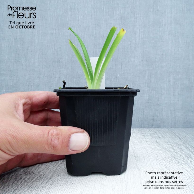 Example of Hemerocallis Iron Gate Glacier - Taglilie Kleine Töpfe von 8/9 cm as you get in automne