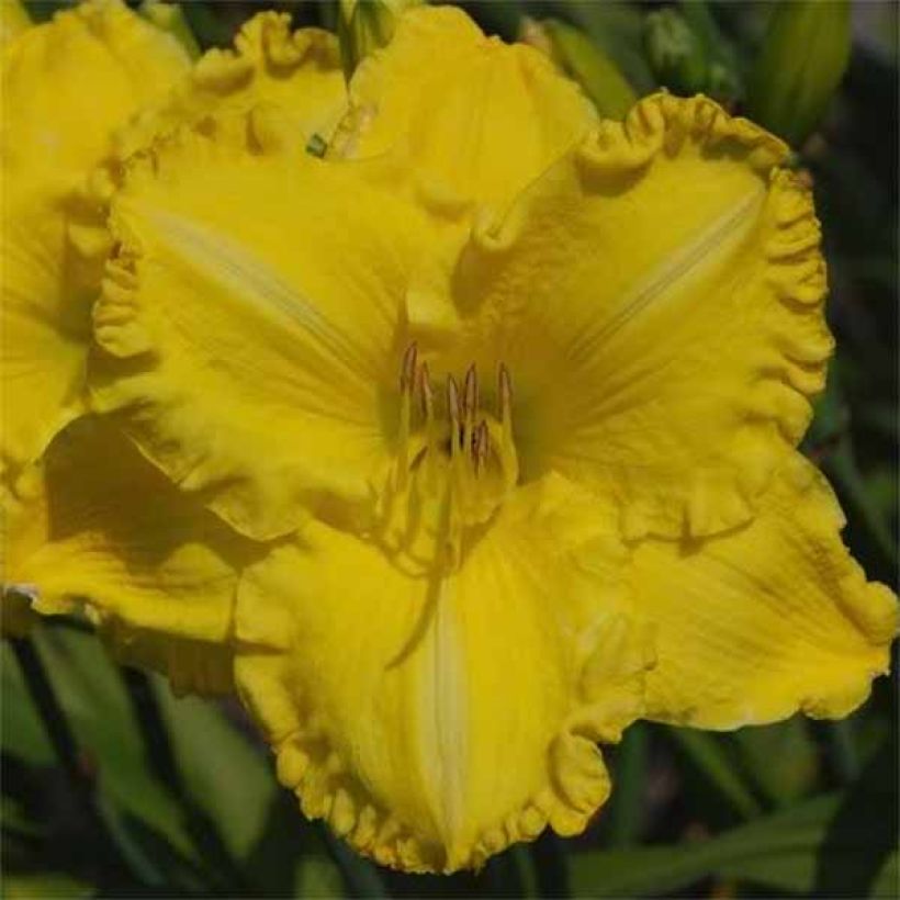 Hemerocallis Isle of Capri - Taglilie (Flowering)