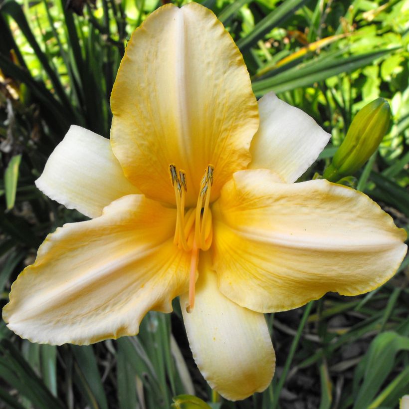 Hemerocallis Ivory Marble - Taglilie (Flowering)