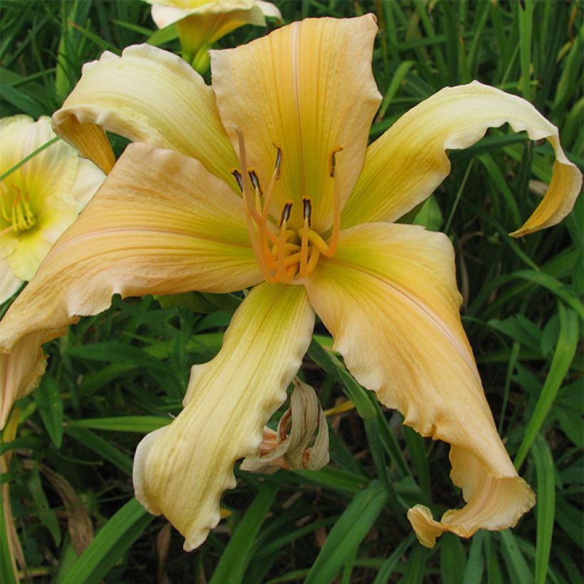 Hemerocallis Jan s Twister - Taglilie (Flowering)