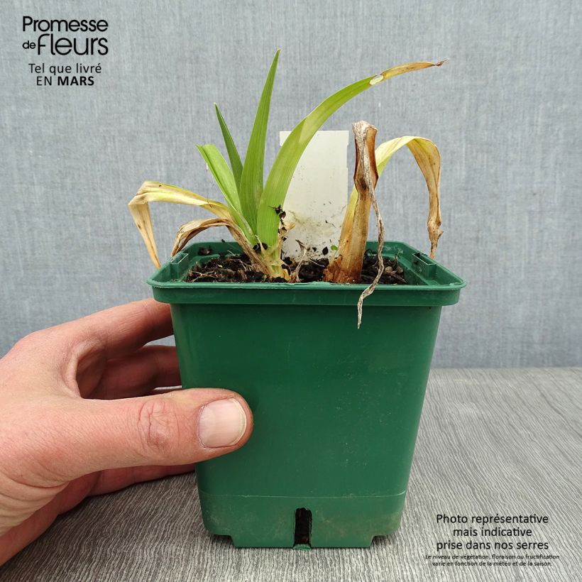 Exemplar von Hemerocallis Jason Salter - Taglilie Topf mit 1L/1,5L wie im Winter geliefert
