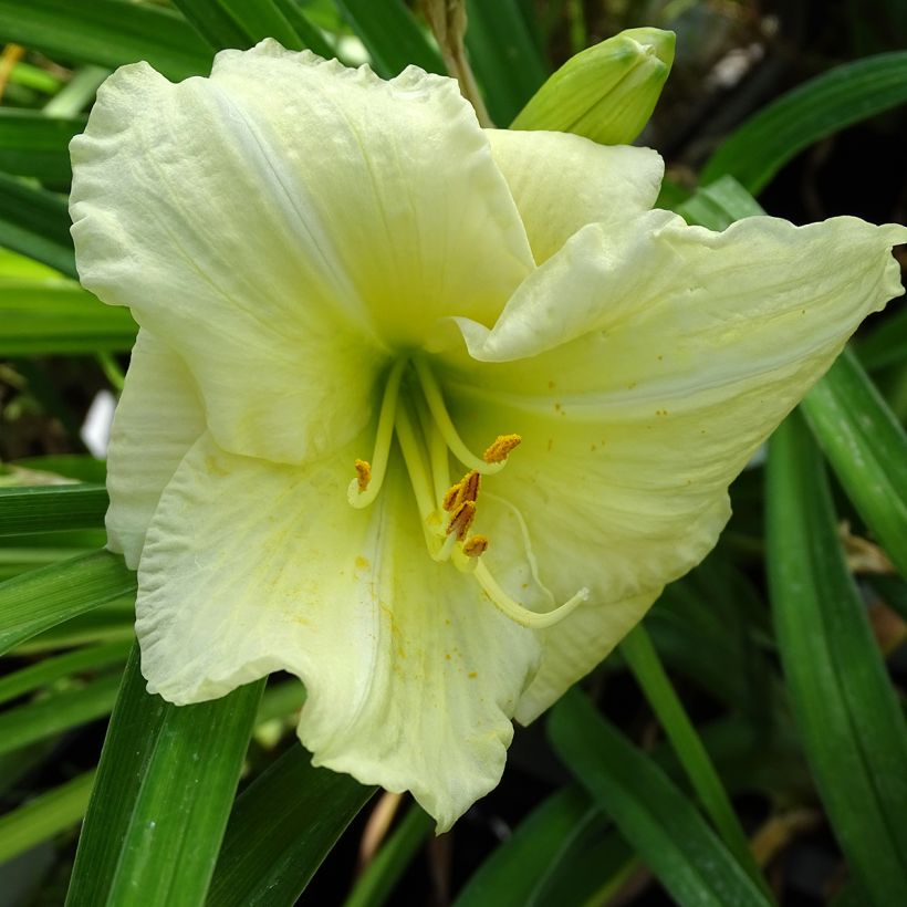 Hemerocallis Joan Senior - Taglilie (Flowering)