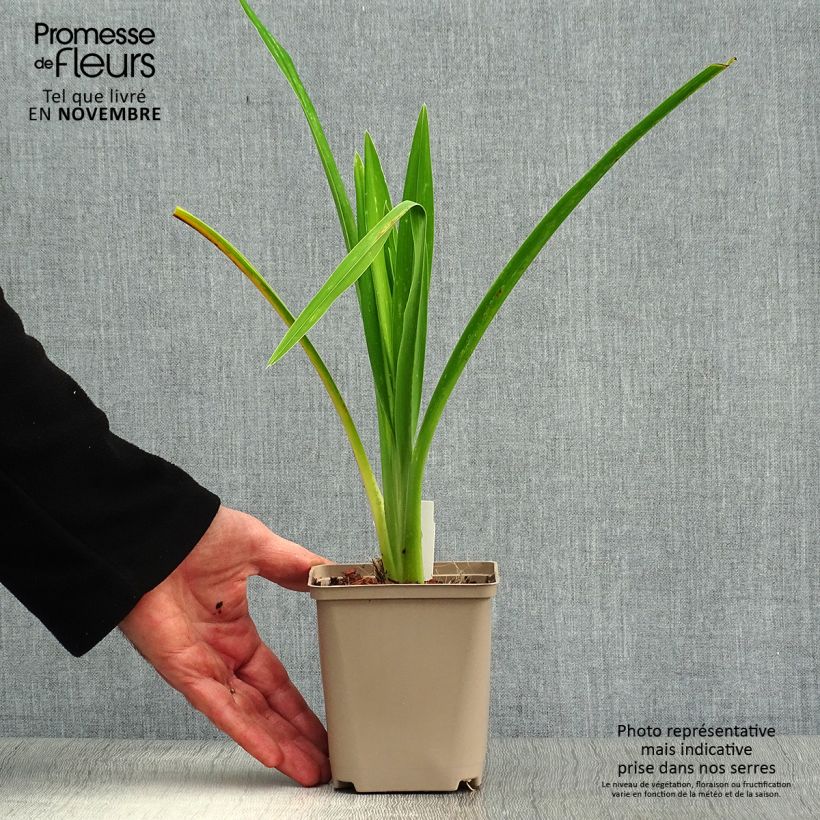 Example of Hemerocallis Joan Senior - Taglilie Kleine Töpfe von 8/9 cm as you get in automne