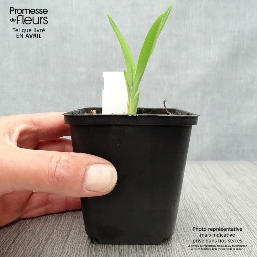 Exemplar von Hemerocallis Joan Senior - Taglilie Kleine Töpfe von 8/9 cm wie im Frühjahr geliefert