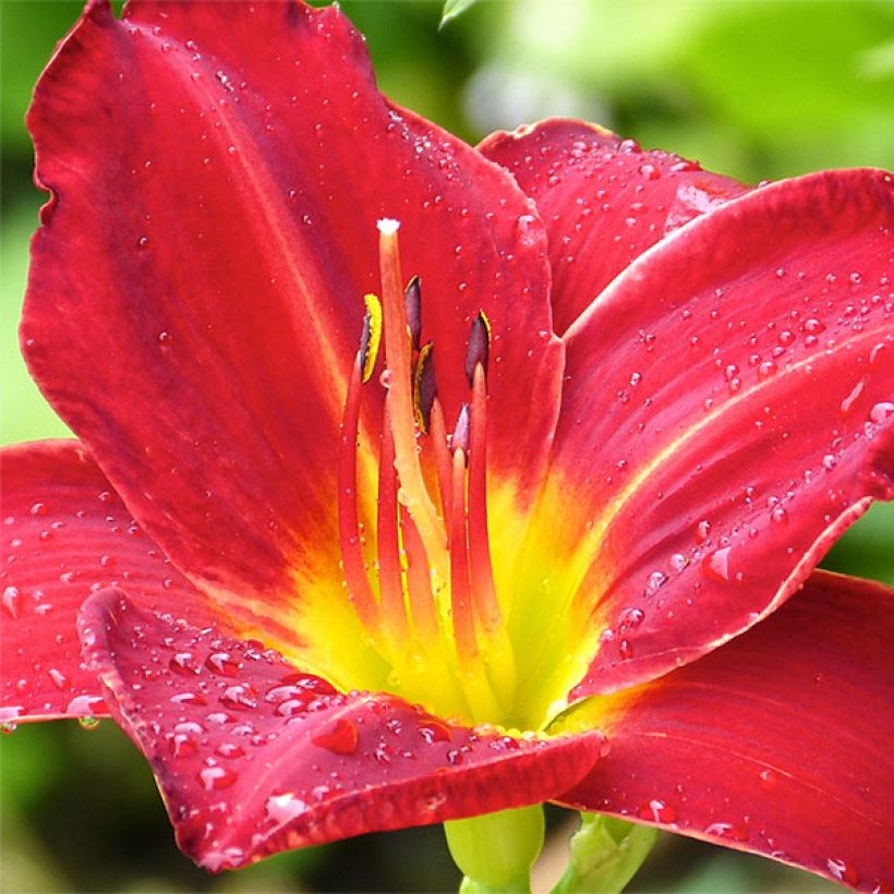 Hemerocallis Jolly Hearts - Taglilie (Flowering)