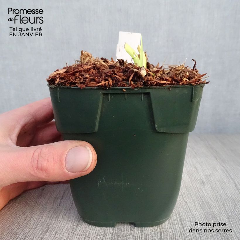 Exemplar von Hemerocallis Jolly Hearts - Taglilie Kleine Töpfe von 8/9 cm wie im Winter geliefert