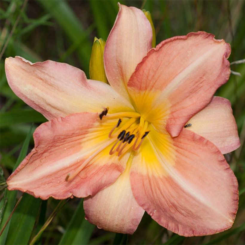 Hemerocallis Joyful Occasion - Taglilie (Flowering)