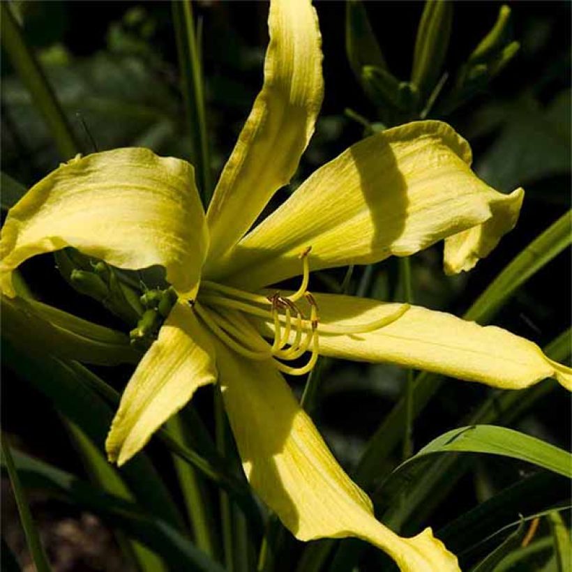 Hemerocallis Lady Fingers - Taglilie (Flowering)