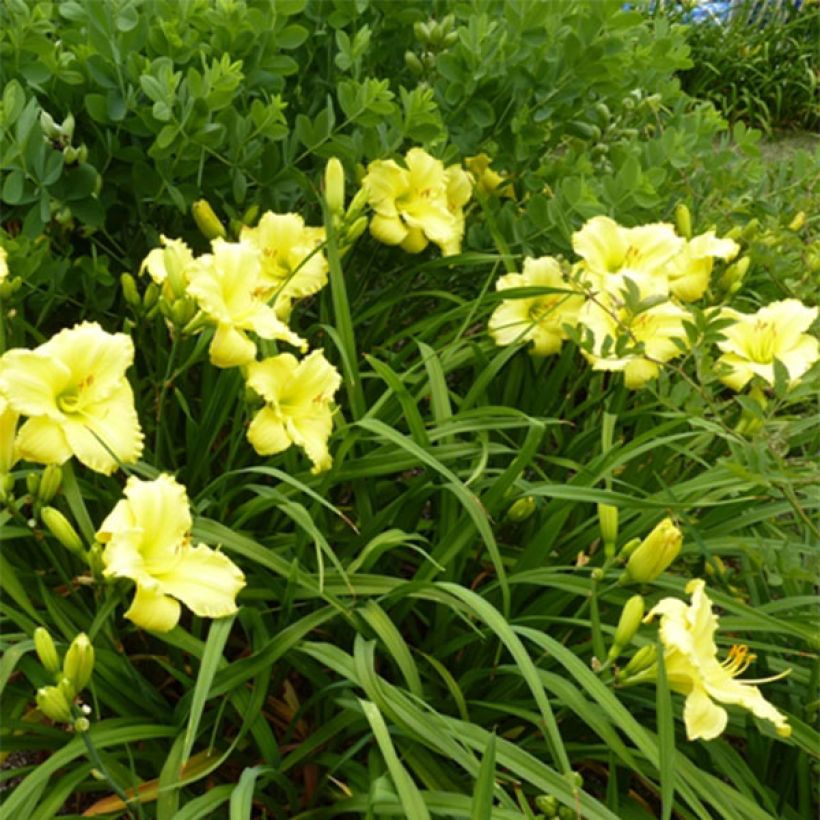 Hemerocallis Lemon Lyric - Taglilie (Flowering)