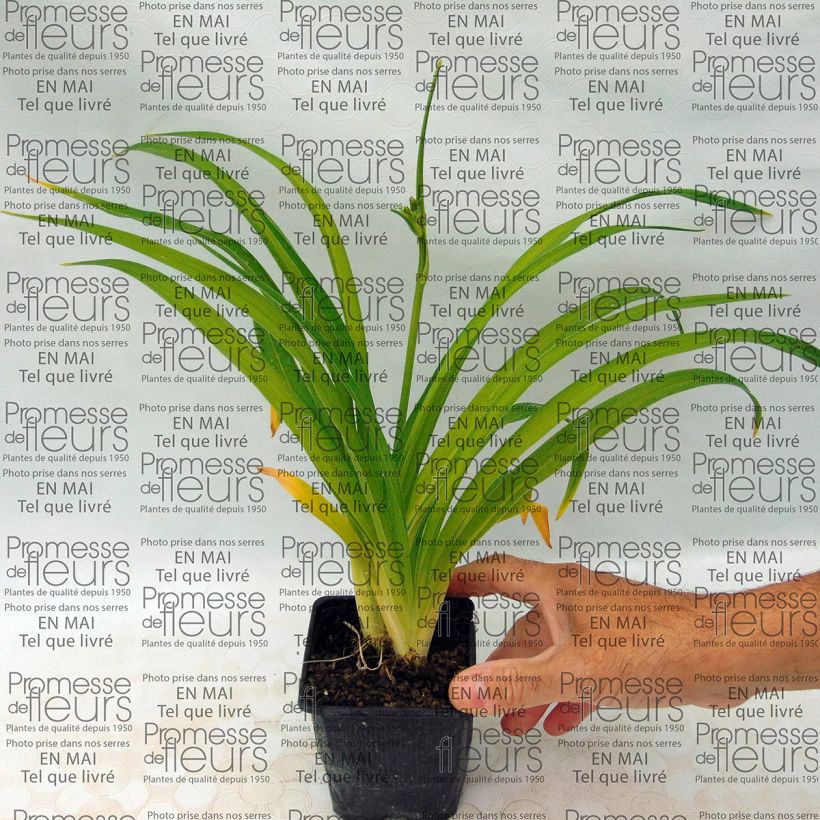 Example of Hemerocallis Little Business - Taglilie Kleine Töpfe von 8/9 cm as you get