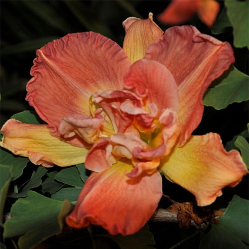 Hemerocallis Longfields Twins - Taglilie (Flowering)
