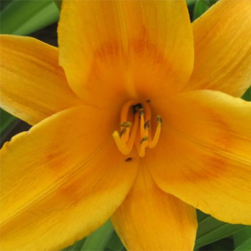 Hemerocallis Lucretius - Taglilie (Flowering)