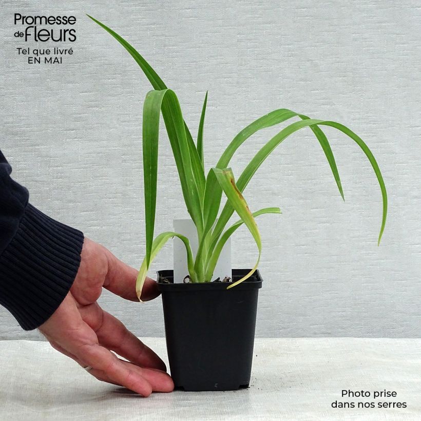 Exemplar von Hemerocallis Luxury Lace - Taglilie Kleine Töpfe von 8/9 cm wie im Frühjahr geliefert