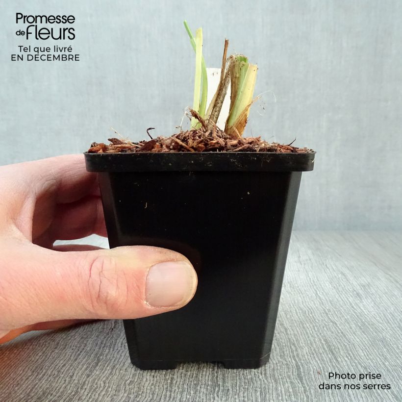 Exemplar von Hemerocallis Luxury Lace - Taglilie Kleine Töpfe von 8/9 cm wie im Winter geliefert