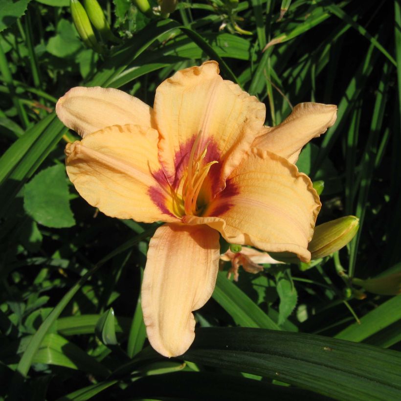 Hemerocallis Lynn Hall - Taglilie (Flowering)