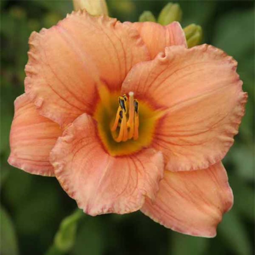 Hemerocallis Mama Cha Cha - Taglilie (Flowering)