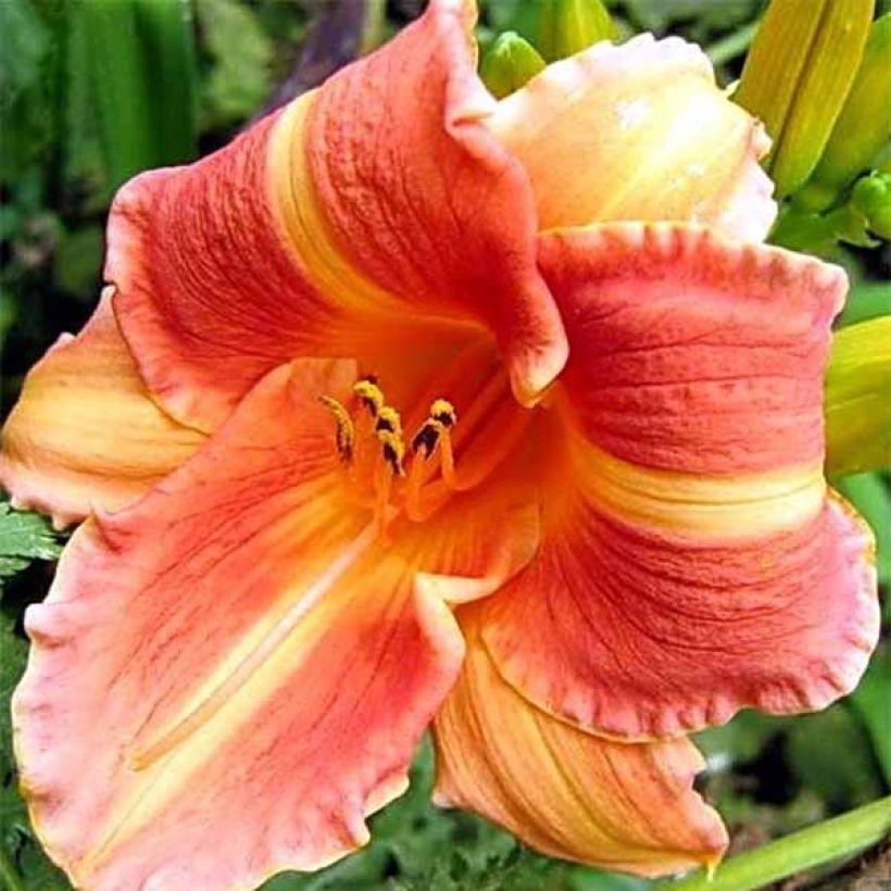 Hemerocallis Martha Lee - Taglilie (Flowering)