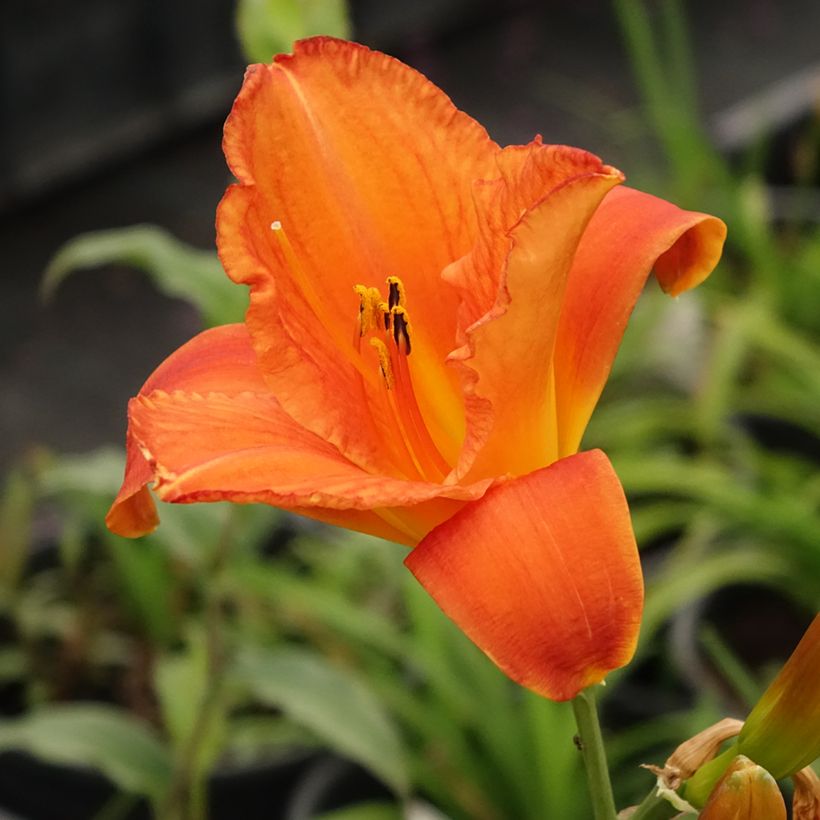 Hemerocallis Mauna Loa - Taglilie (Flowering)