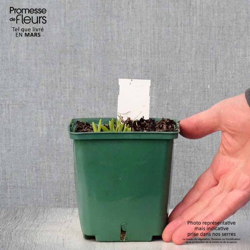 Exemplar von Hemerocallis Mini stella - Taglilie Topf mit 1L/1,5L wie im Frühjahr geliefert