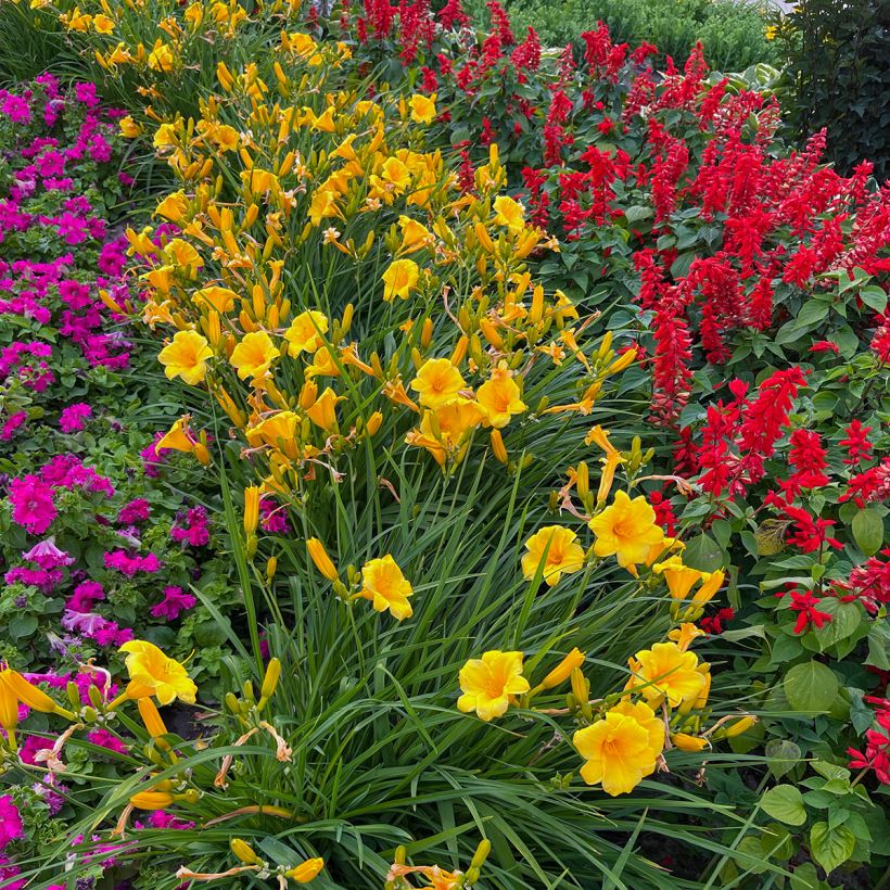 Hemerocallis Mini stella - Taglilie (Plant habit)