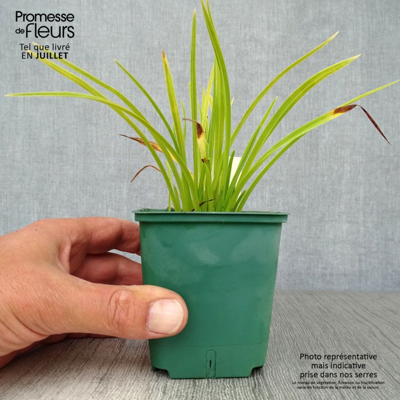 Exemplar von Hemerocallis Mini stella - Taglilie Kleine Töpfe von 8/9 cm wie im Sommer geliefert