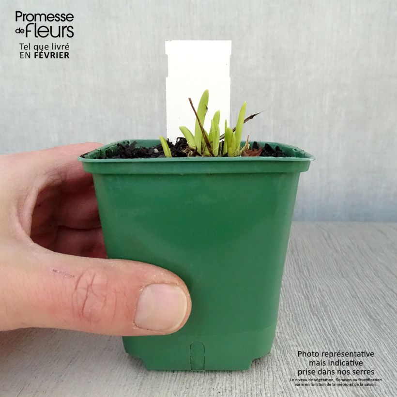 Exemplar von Hemerocallis Mini stella - Taglilie Kleine Töpfe von 8/9 cm wie im Winter geliefert