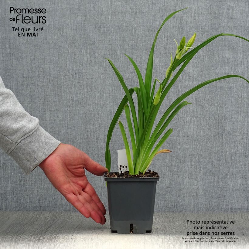 Exemplar von Hemerocallis Nagasaki - Taglilie Topf mit 1L/1,5L wie im Frühjahr geliefert