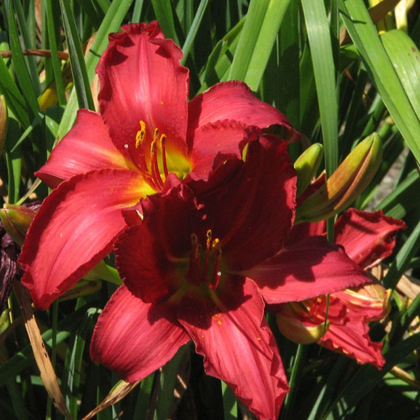 Hemerocallis New Note - Taglilie (Flowering)