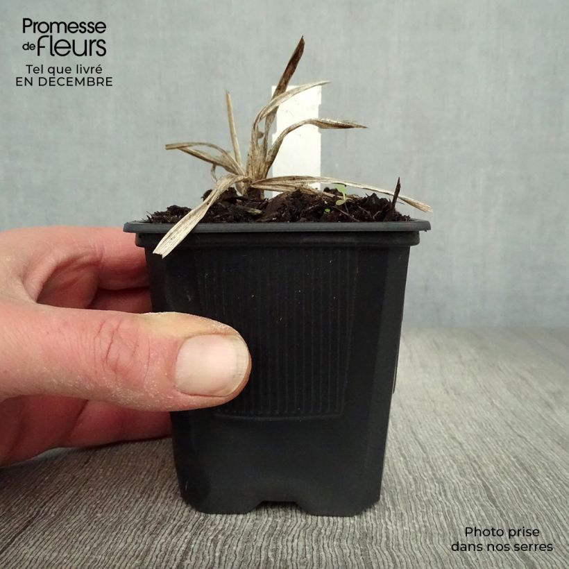 Exemplar von Hemerocallis Neyron Rose - Taglilie Kleine Töpfe von 8/9 cm wie im Winter geliefert