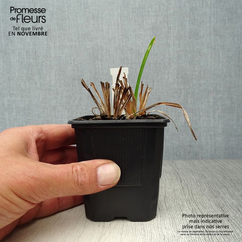 Example of Hemerocallis Neyron Rose - Taglilie Kleine Töpfe von 8/9 cm as you get in automne