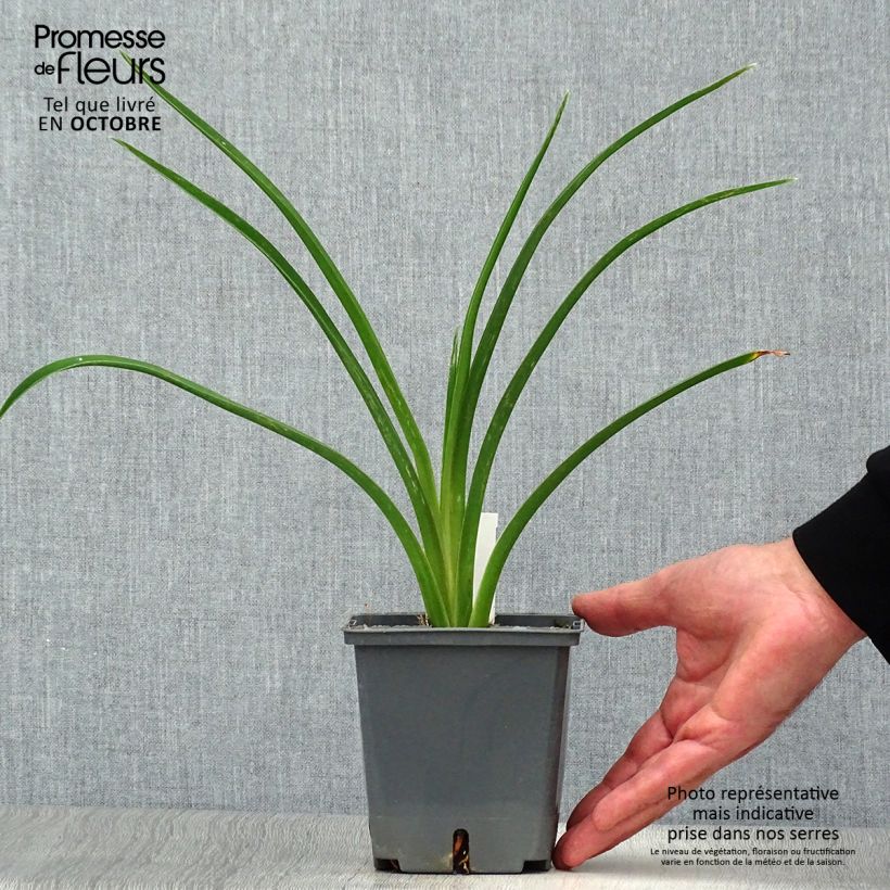Example of Hemerocallis Night Embers - Taglilie Topf mit 1L/1,5L as you get in automne