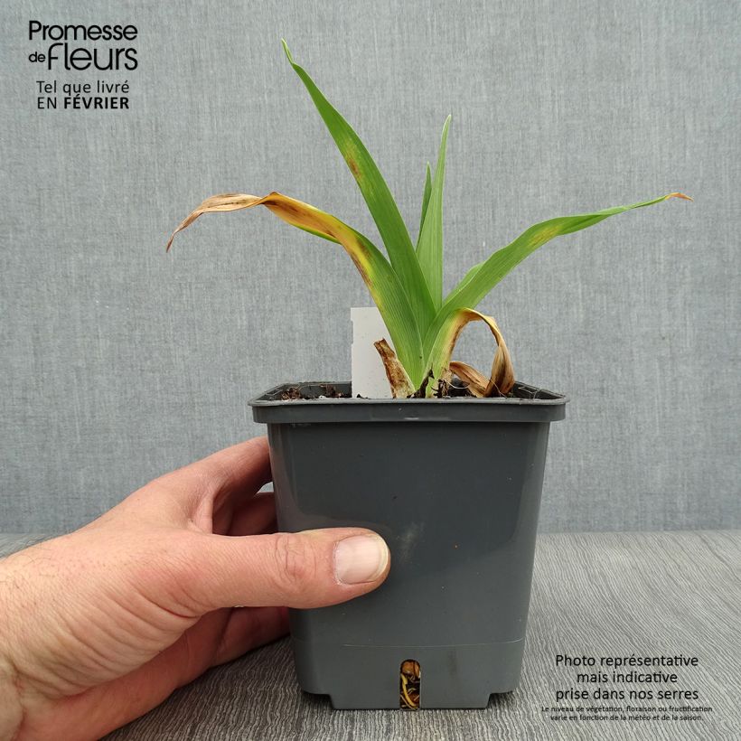 Exemplar von Hemerocallis Night Embers - Taglilie Topf mit 1L/1,5L wie im Winter geliefert