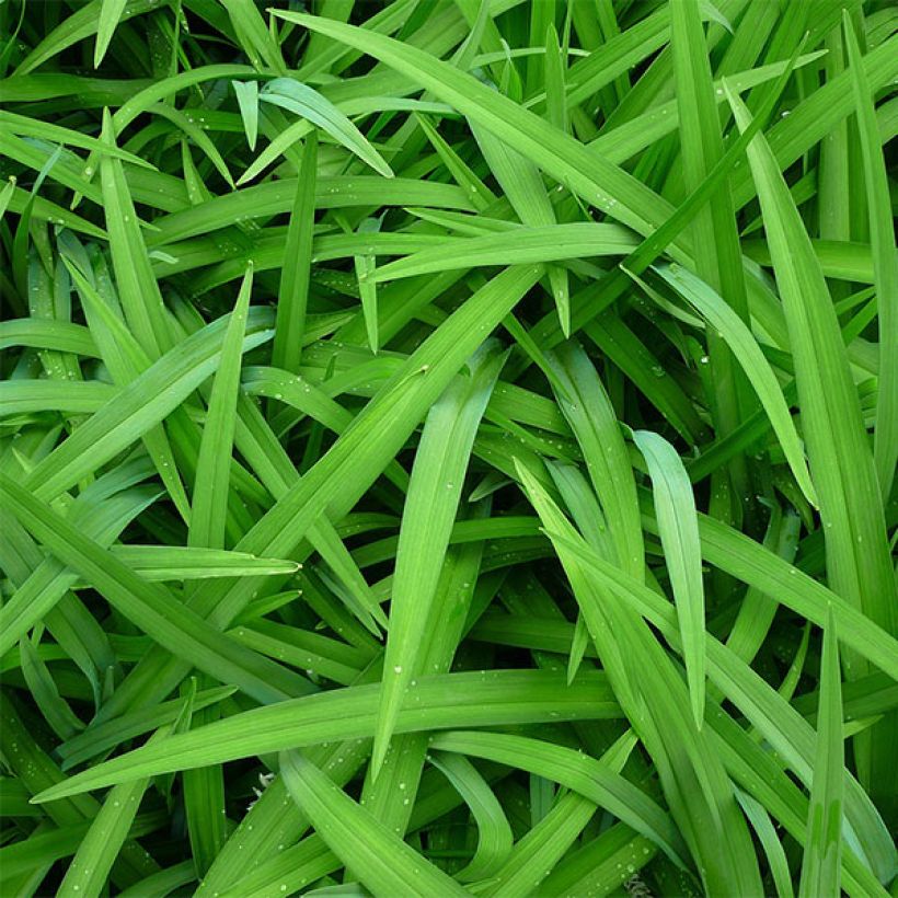 Hemerocallis Orange Prelude - Taglilie (Foliage)