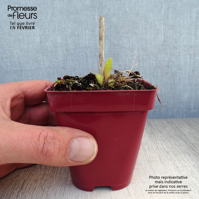 Exemplar von Hemerocallis Orange Prelude - Taglilie Kleine Töpfe von 8/9 cm wie im Winter geliefert